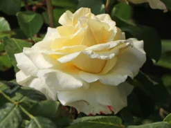 Edelrose 'La Perla' ® -Deutschland Garten Funk Verkaufs-Shop edelrose la perla m046744 w 5