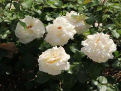 Edelrose 'La Perla' ® -Deutschland Garten Funk Verkaufs-Shop edelrose la perla m046744 w 7