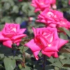 Edelrose 'Lady Like' ®