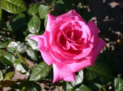 Edelrose 'Lady Like' ® -Deutschland Garten Funk Verkaufs-Shop edelrose lady like m005920 w 1