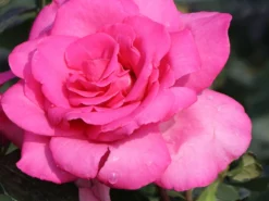 Edelrose 'Lady Like' ® -Deutschland Garten Funk Verkaufs-Shop edelrose lady like m005920 w 2