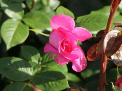 Edelrose 'Lady Like' ® -Deutschland Garten Funk Verkaufs-Shop edelrose lady like m005920 w 6