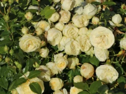 Edelrose 'Lemon Rokoko' ® / Noblesse ® Spray-Rose