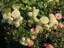 Edelrose 'Lemon Rokoko' ® / Noblesse ® Spray-Rose -Deutschland Garten Funk Verkaufs-Shop edelrose lemon rokoko noblesse spray rose m101968 w 1