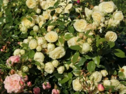 Edelrose 'Lemon Rokoko' ® / Noblesse ® Spray-Rose -Deutschland Garten Funk Verkaufs-Shop edelrose lemon rokoko noblesse spray rose m101968 w 2