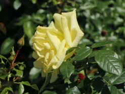 Edelrose 'Limona' ® -Deutschland Garten Funk Verkaufs-Shop edelrose limona m099256 w 11
