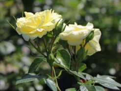 Edelrose 'Limona' ® -Deutschland Garten Funk Verkaufs-Shop edelrose limona m099256 w 4