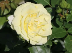 Edelrose 'Limona' ® -Deutschland Garten Funk Verkaufs-Shop edelrose limona m099256 w 5