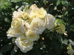 Edelrose 'Limona' ® -Deutschland Garten Funk Verkaufs-Shop edelrose limona m099256 w 6
