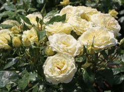 Edelrose 'Limona' ® -Deutschland Garten Funk Verkaufs-Shop edelrose limona m099256 w 8