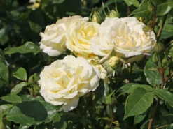 Edelrose 'Limona' ® -Deutschland Garten Funk Verkaufs-Shop edelrose limona m099256 w 9