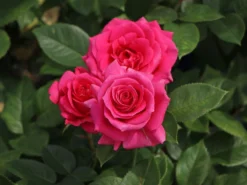 Edelrose 'Love Letter' ®