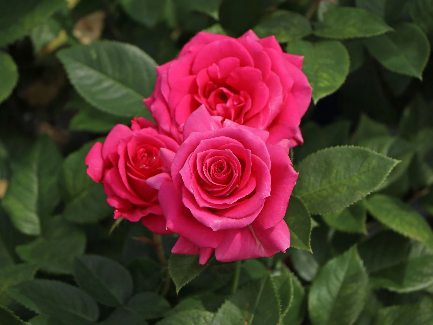 Edelrose 'Love Letter' ® 1 Edelrose 'Love Letter' ®