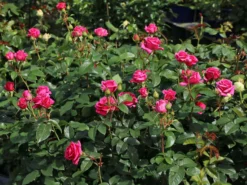 Edelrose 'Love Letter' ® 12 Edelrose 'Love Letter' ® -Deutschland Garten Funk Verkaufs-Shop edelrose love letter m114468 w 0