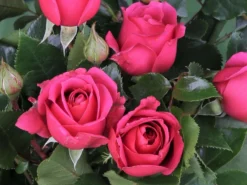 Edelrose 'Love Letter' ® 11 Edelrose 'Love Letter' ® -Deutschland Garten Funk Verkaufs-Shop edelrose love letter m114468 w 1