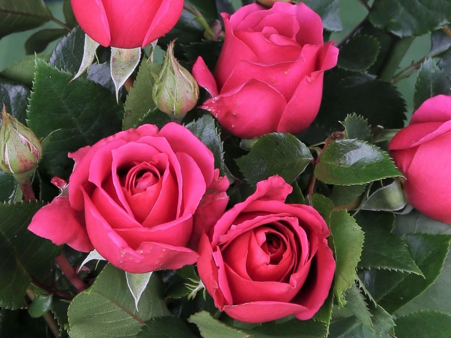 Edelrose 'Love Letter' ® 4 Edelrose 'Love Letter' ® – Bild 4