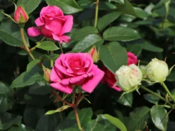 Edelrose 'Love Letter' ® 14 Edelrose 'Love Letter' ® -Deutschland Garten Funk Verkaufs-Shop edelrose love letter m114468 w 2