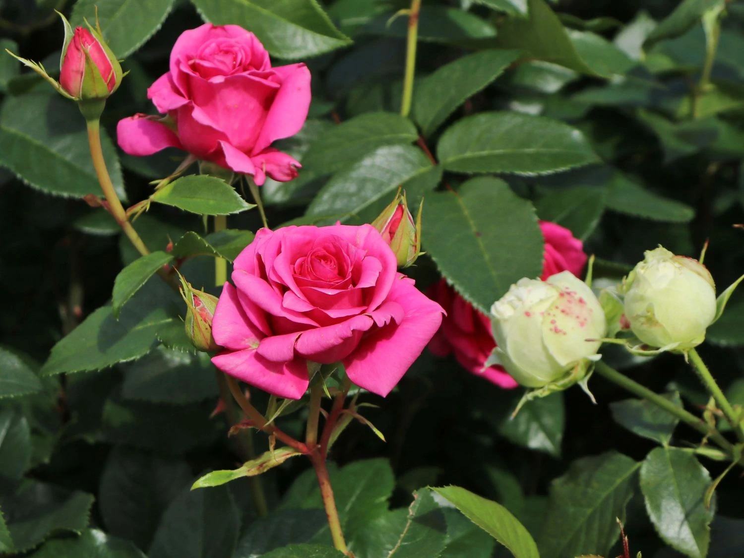 Edelrose 'Love Letter' ® 7 Edelrose 'Love Letter' ® – Bild 7