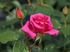 Edelrose 'Love Letter' ® 10 Edelrose 'Love Letter' ® -Deutschland Garten Funk Verkaufs-Shop edelrose love letter m114468 w 3