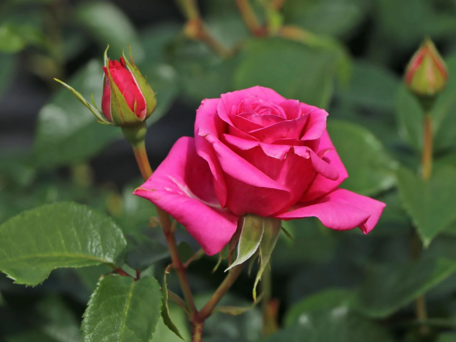 Edelrose 'Love Letter' ® 3 Edelrose 'Love Letter' ® – Bild 3