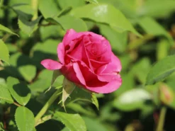 Edelrose 'Love Letter' ® 13 Edelrose 'Love Letter' ® -Deutschland Garten Funk Verkaufs-Shop edelrose love letter m114468 w 5