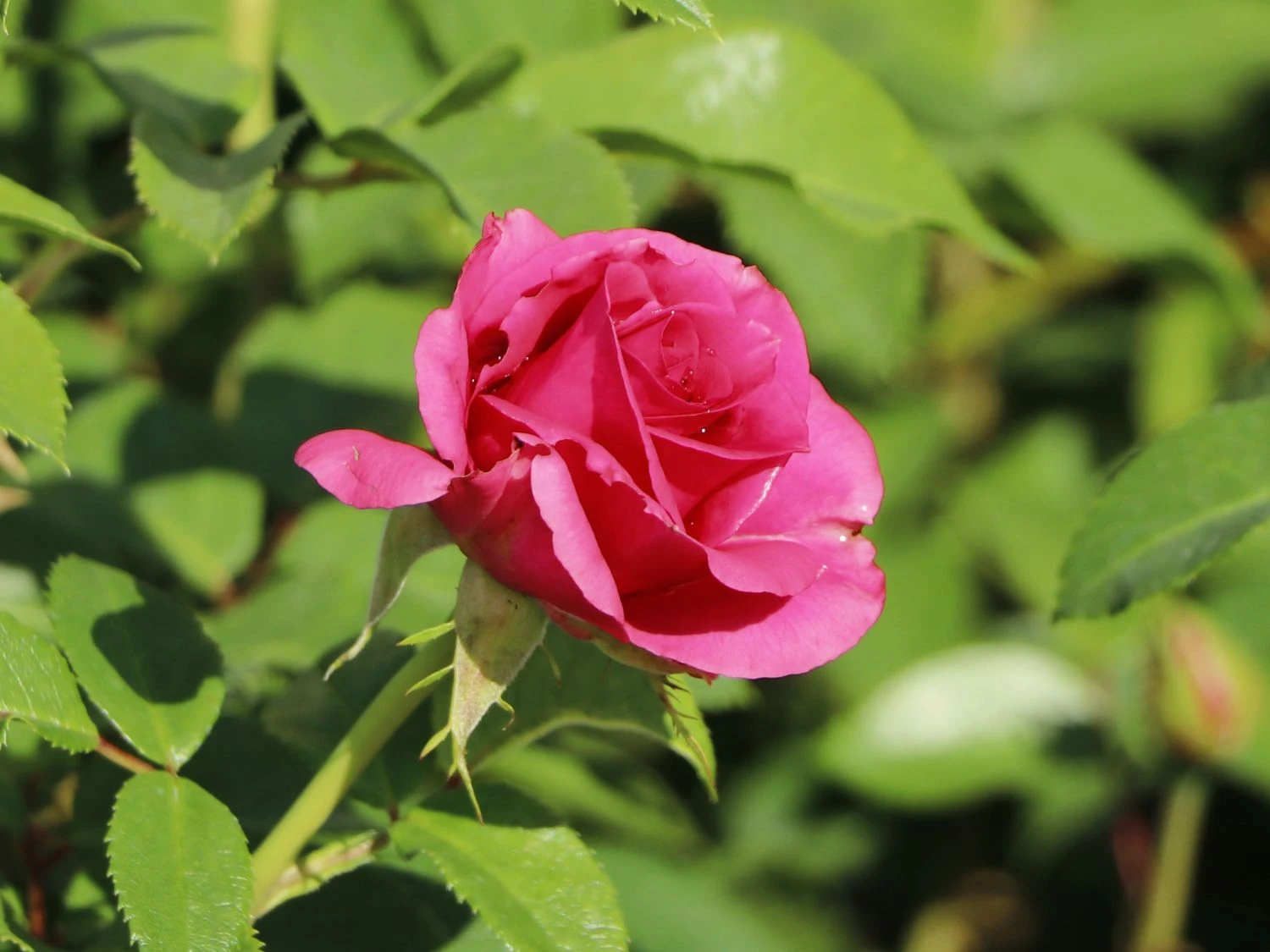 Edelrose 'Love Letter' ® 6 Edelrose 'Love Letter' ® – Bild 6