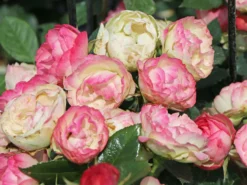 Edelrose 'Lovely Rokoko' ® -Deutschland Garten Funk Verkaufs-Shop edelrose lovely rokoko m094367 w 1