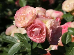 Edelrose 'Lovely Rokoko' ® -Deutschland Garten Funk Verkaufs-Shop edelrose lovely rokoko m094367 w 10