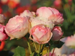 Edelrose 'Lovely Rokoko' ® -Deutschland Garten Funk Verkaufs-Shop edelrose lovely rokoko m094367 w 11
