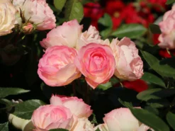 Edelrose 'Lovely Rokoko' ® -Deutschland Garten Funk Verkaufs-Shop edelrose lovely rokoko m094367 w 2
