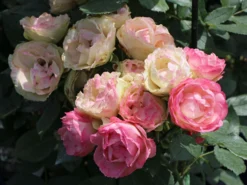 Edelrose 'Lovely Rokoko' ® -Deutschland Garten Funk Verkaufs-Shop edelrose lovely rokoko m094367 w 3