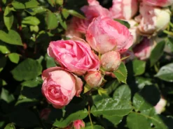 Edelrose 'Lovely Rokoko' ® -Deutschland Garten Funk Verkaufs-Shop edelrose lovely rokoko m094367 w 4