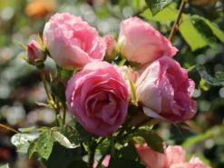 Edelrose 'Lovely Rokoko' ® -Deutschland Garten Funk Verkaufs-Shop edelrose lovely rokoko m094367 w 6