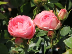 Edelrose 'Lovely Rokoko' ® -Deutschland Garten Funk Verkaufs-Shop edelrose lovely rokoko m094367 w 7