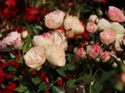 Edelrose 'Lovely Rokoko' ® -Deutschland Garten Funk Verkaufs-Shop edelrose lovely rokoko m094367 w 8