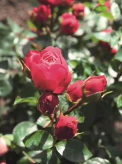 Edelrose 'Magic Rokoko' ® / Noblesse ® Spray-Rose 7 Edelrose 'Magic Rokoko' ® / Noblesse ® Spray-Rose -Deutschland Garten Funk Verkaufs-Shop edelrose magic rokoko noblesse spray rose m101969 w 0