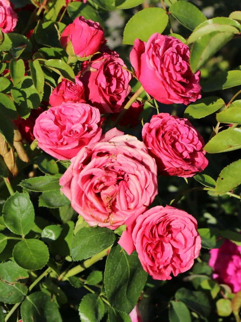 Edelrose 'Magic Rokoko' ® / Noblesse ® Spray-Rose 5 Edelrose 'Magic Rokoko' ® / Noblesse ® Spray-Rose – Bild 5