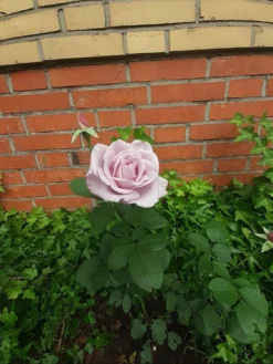 Edelrose 'Mainzer Fastnacht' ® -Deutschland Garten Funk Verkaufs-Shop edelrose mainzer fastnacht m005924 1078820 0