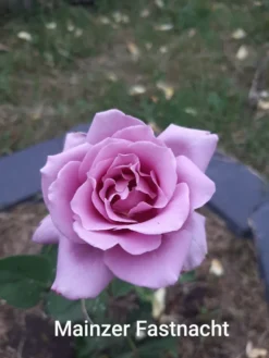 Edelrose 'Mainzer Fastnacht' ® -Deutschland Garten Funk Verkaufs-Shop edelrose mainzer fastnacht m005924 1147497 0