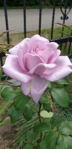 Edelrose 'Mainzer Fastnacht' ® -Deutschland Garten Funk Verkaufs-Shop edelrose mainzer fastnacht m005924 401538 0