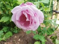 Edelrose 'Mainzer Fastnacht' ® -Deutschland Garten Funk Verkaufs-Shop edelrose mainzer fastnacht m005924 666481 0