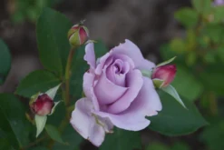 Edelrose 'Mainzer Fastnacht' ® -Deutschland Garten Funk Verkaufs-Shop edelrose mainzer fastnacht m005924 957317 0