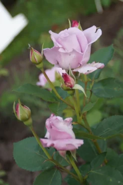 Edelrose 'Mainzer Fastnacht' ® -Deutschland Garten Funk Verkaufs-Shop edelrose mainzer fastnacht m005924 957317 1