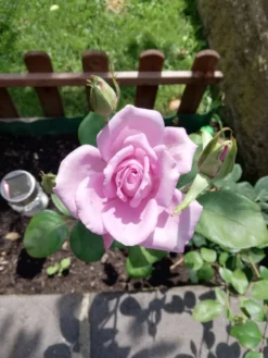 Edelrose 'Mainzer Fastnacht' ® -Deutschland Garten Funk Verkaufs-Shop edelrose mainzer fastnacht m005924 987656 0