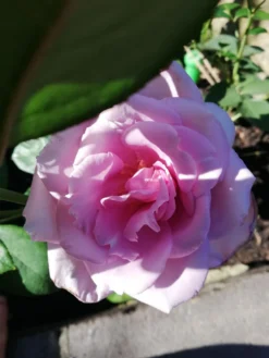 Edelrose 'Mainzer Fastnacht' ® -Deutschland Garten Funk Verkaufs-Shop edelrose mainzer fastnacht m005924 987656 1