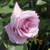 Edelrose 'Mainzer Fastnacht' ®