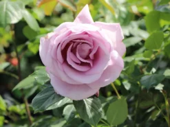 Edelrose 'Mainzer Fastnacht' ® -Deutschland Garten Funk Verkaufs-Shop edelrose mainzer fastnacht m005924 w 0