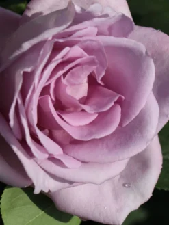 Edelrose 'Mainzer Fastnacht' ® -Deutschland Garten Funk Verkaufs-Shop edelrose mainzer fastnacht m005924 w 1