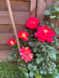 Edelrose 'Maleica' ® -Deutschland Garten Funk Verkaufs-Shop edelrose maleica m006044 1539579 0