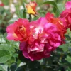 Edelrose 'Maleica' ®